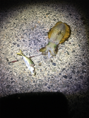 新子アオリがたべたくて