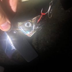 タチウオ爆釣！