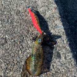 北泊釣行〜 小さい…