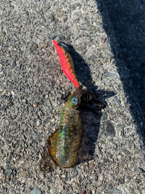 北泊釣行〜 小さい…