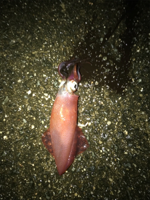 荒れる前にイカ