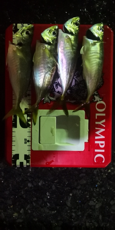 アジング練習20