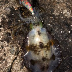 ナイトエギング