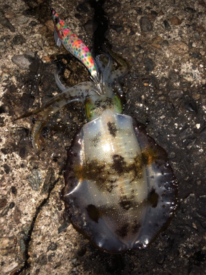 ナイトエギング