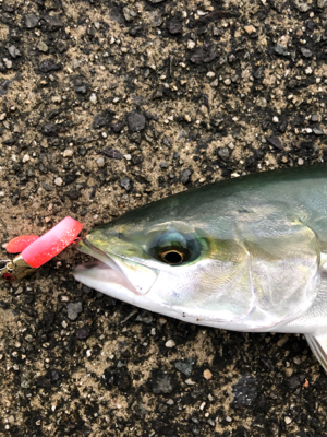 神戸湾奥でハマチ！？