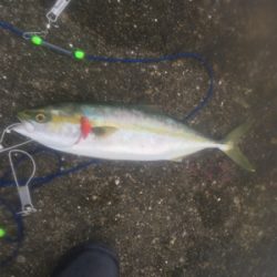 vj-28でツバスとサゴシ