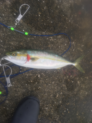 vj-28でツバスとサゴシ