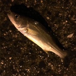 久々ライトゲーム