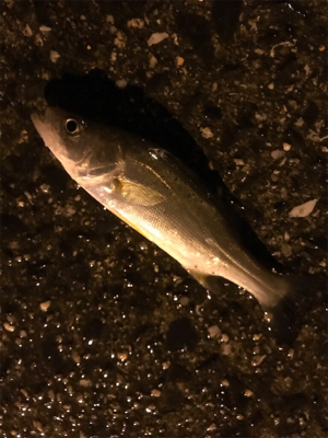 久々ライトゲーム