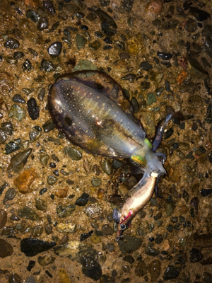 雨の中エギングへ