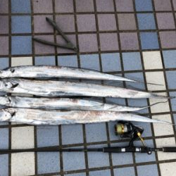 朝夕のタチウオ2ラウンド