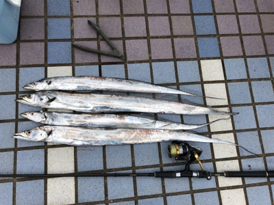 朝夕のタチウオ2ラウンド