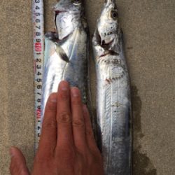 タチウオまずまず