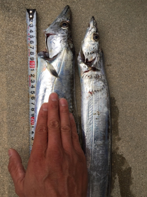 タチウオまずまず