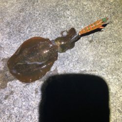 夕マズメのみの釣行