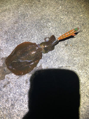 夕マズメのみの釣行