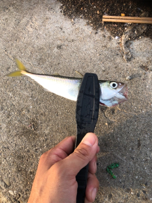 サヨリ狙いのはずが