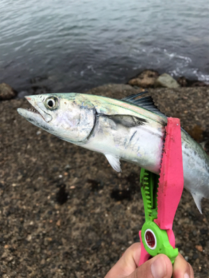 ライトショアジギング