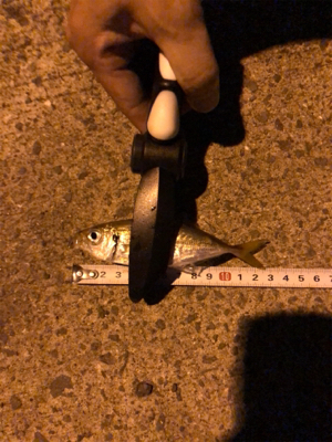 仕事帰りアジング♫