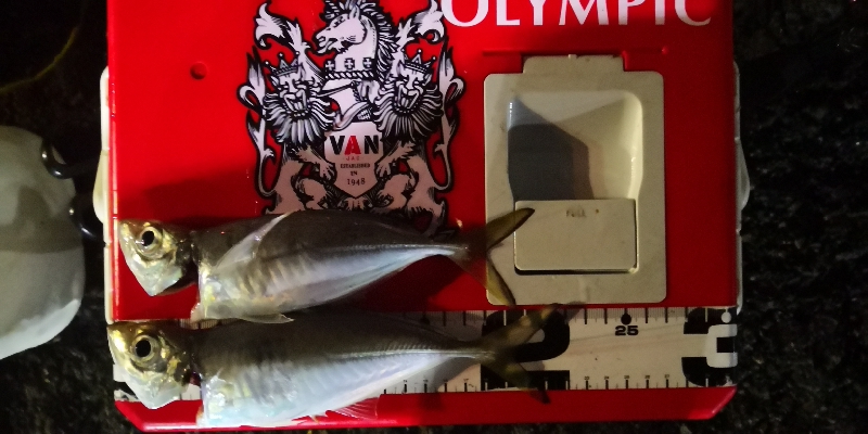 アジング練習21