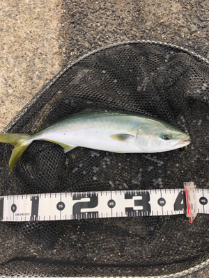 サゴシにハマチ神戸湾奥も賑わってきた