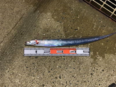 太刀魚＆ハマチ