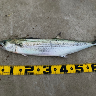 惜しくも70に届かず