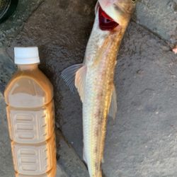 アジ、ハギ大量!イカ丸見え!