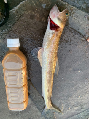 アジ、ハギ大量!イカ丸見え!