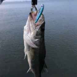 シーバスデイゲーム!