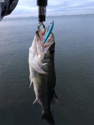 シーバスデイゲーム！