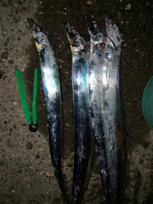 サイズがええ、、