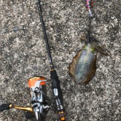 生口島エギング