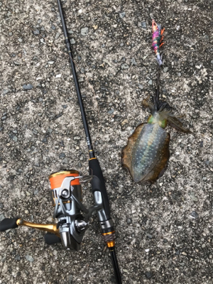 生口島エギング