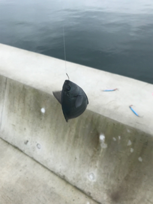 生イキくん最強!