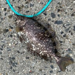 アイゴさんだけでした。