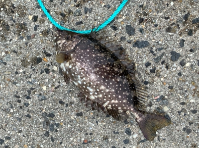 アイゴさんだけでした。