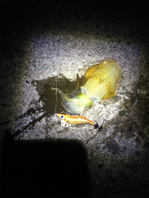 アオリちゃんとの駆け引き