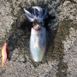 エギングリベンジ