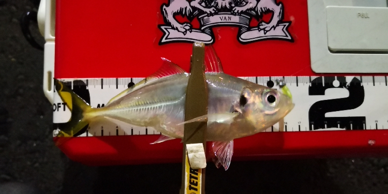 アジング練習22