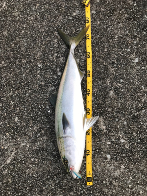 記録更新(息子)