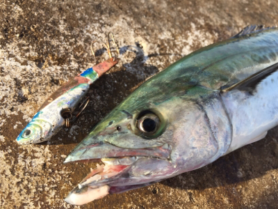 魚より人が多い