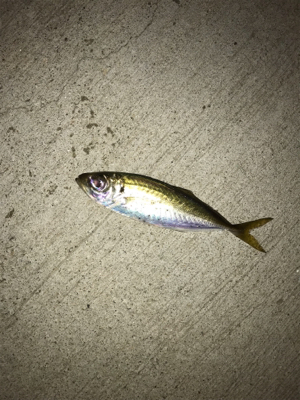 アジは何処へ？