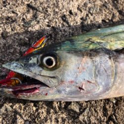 美味しいサゴシゲット^_^♪