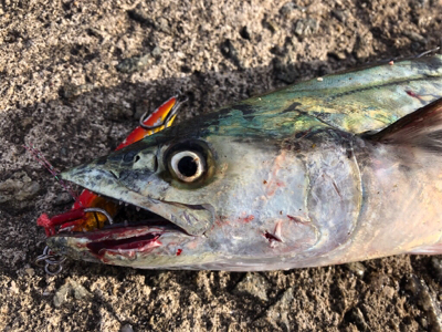 美味しいサゴシゲット^_^♪