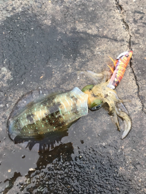 エギング台風前に