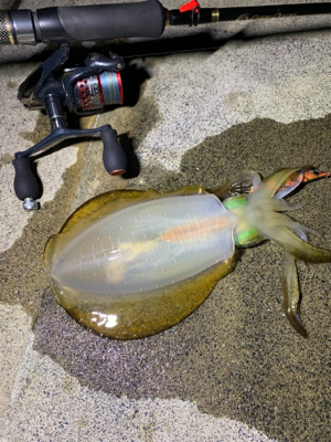 2時間だけエギング