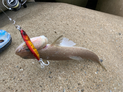 エソパーティー