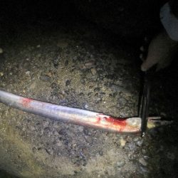 ワインドで鱧ゲット