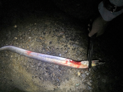 ワインドで鱧ゲット